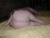 Pig20Butt20Dscn3848.jpg