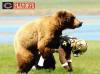 go_bears.jpg